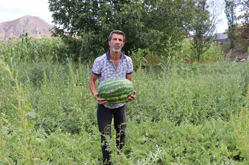 Oltu’da yerli üretim karpuz