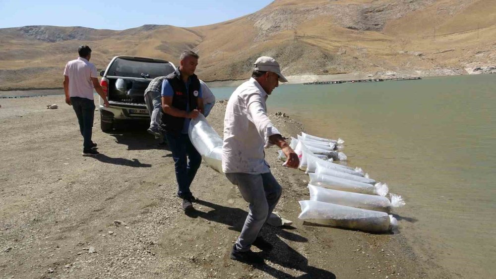 Van’da 400 bin yavru sazan balığı göllere bırakıldı