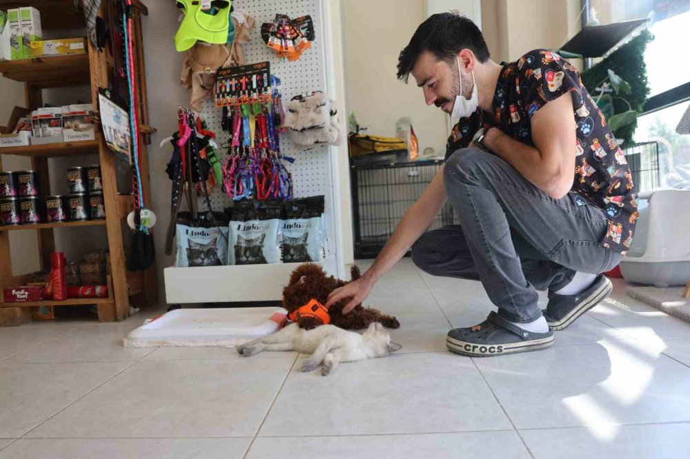 Köpek ile kedinin dostluğu görenleri şaşırttı