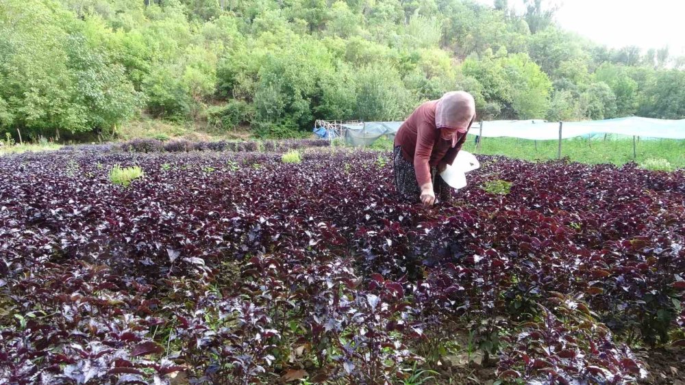 Sakin şehir Arapgir 9 ayda 500 bin yerli ve yabancı turist ağırladı