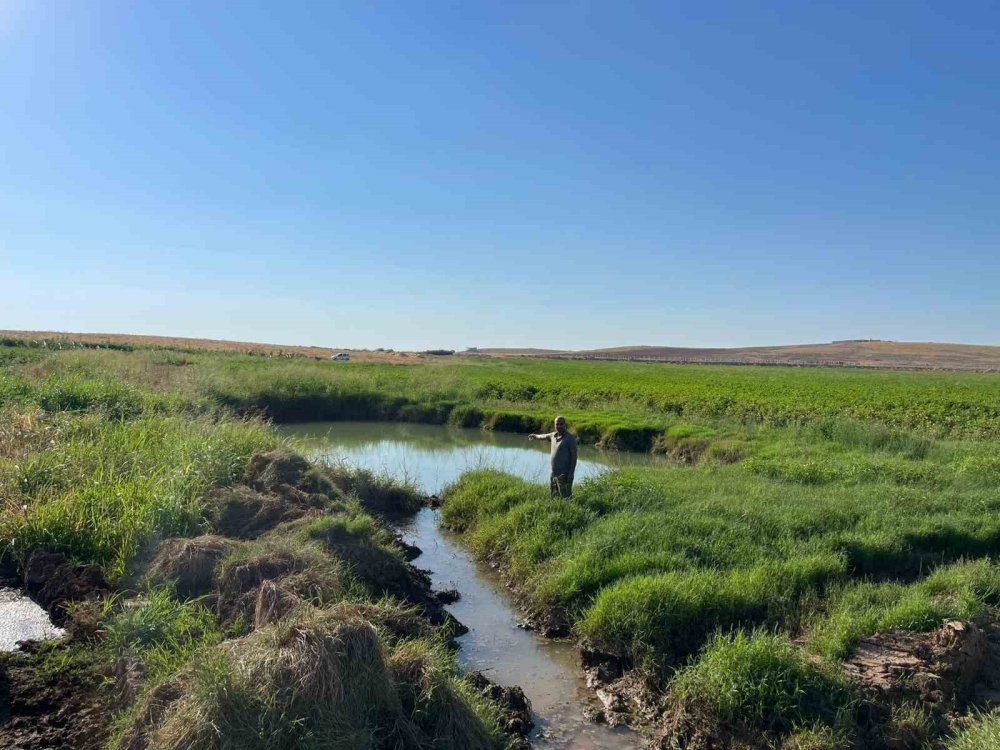 Harran Ovası’nda oluşan büyük obruklar çiftçileri korkutuyor