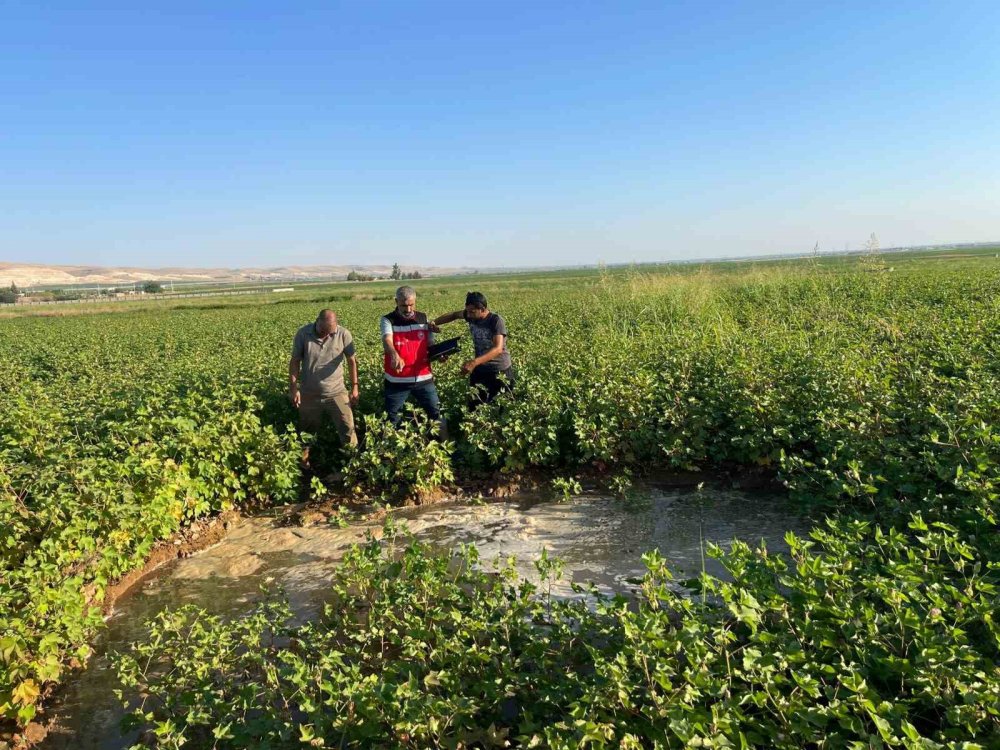 Harran Ovası’nda oluşan büyük obruklar çiftçileri korkutuyor