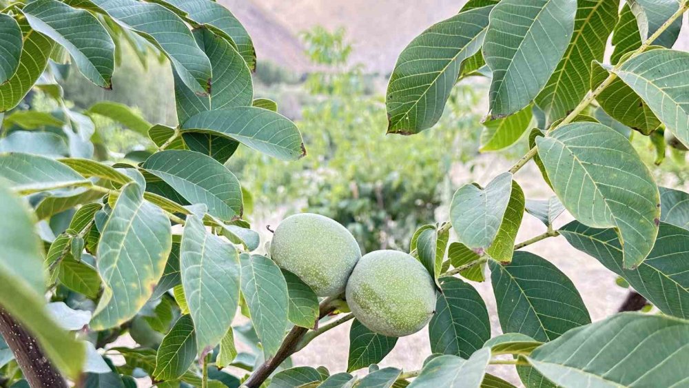 Yüksekova’da çiftçilerin en çok tercihi ceviz ağacı