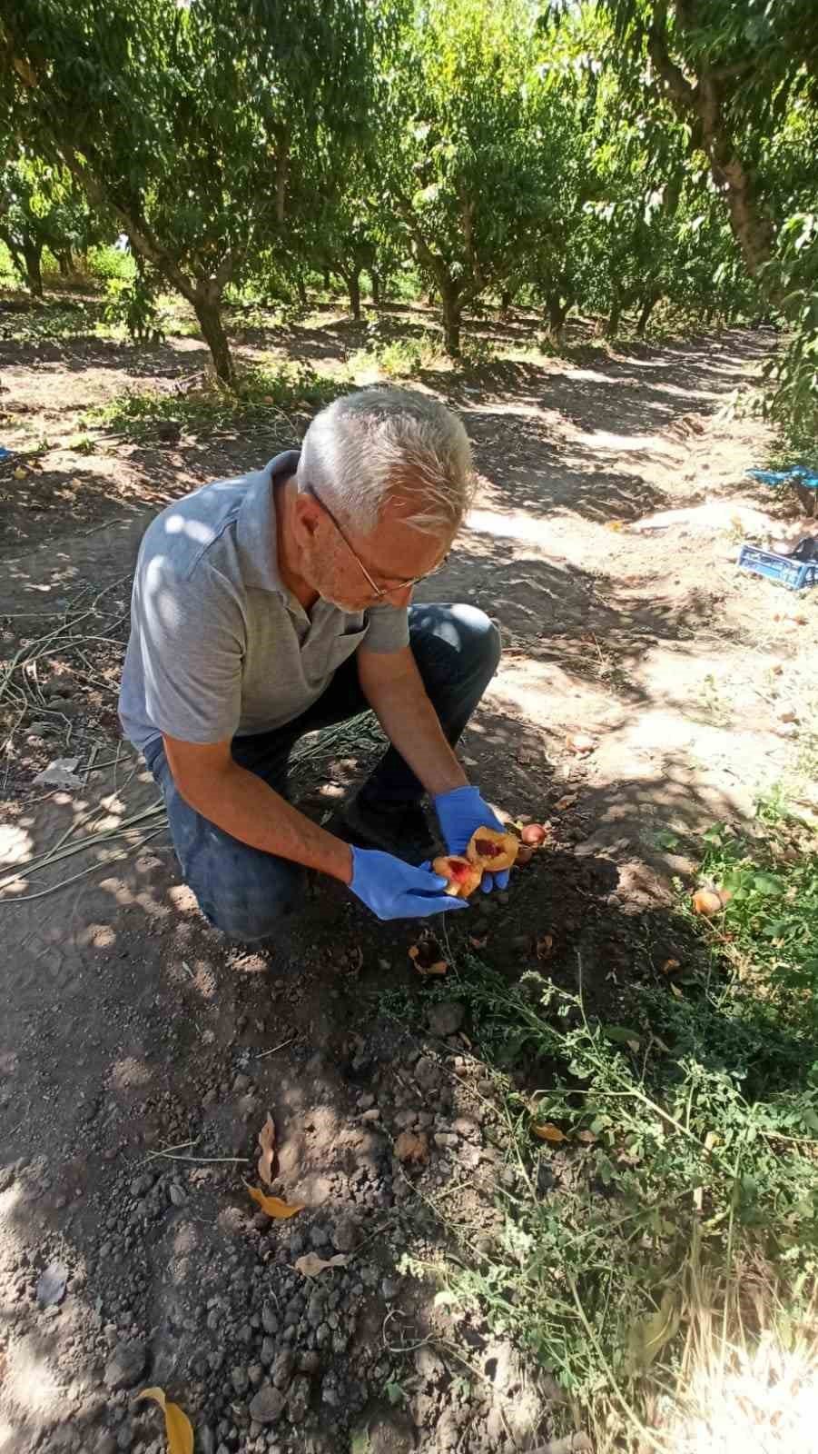 Elazığ’da şeftali bahçelerinde zararlı kontrolleri sürüyor