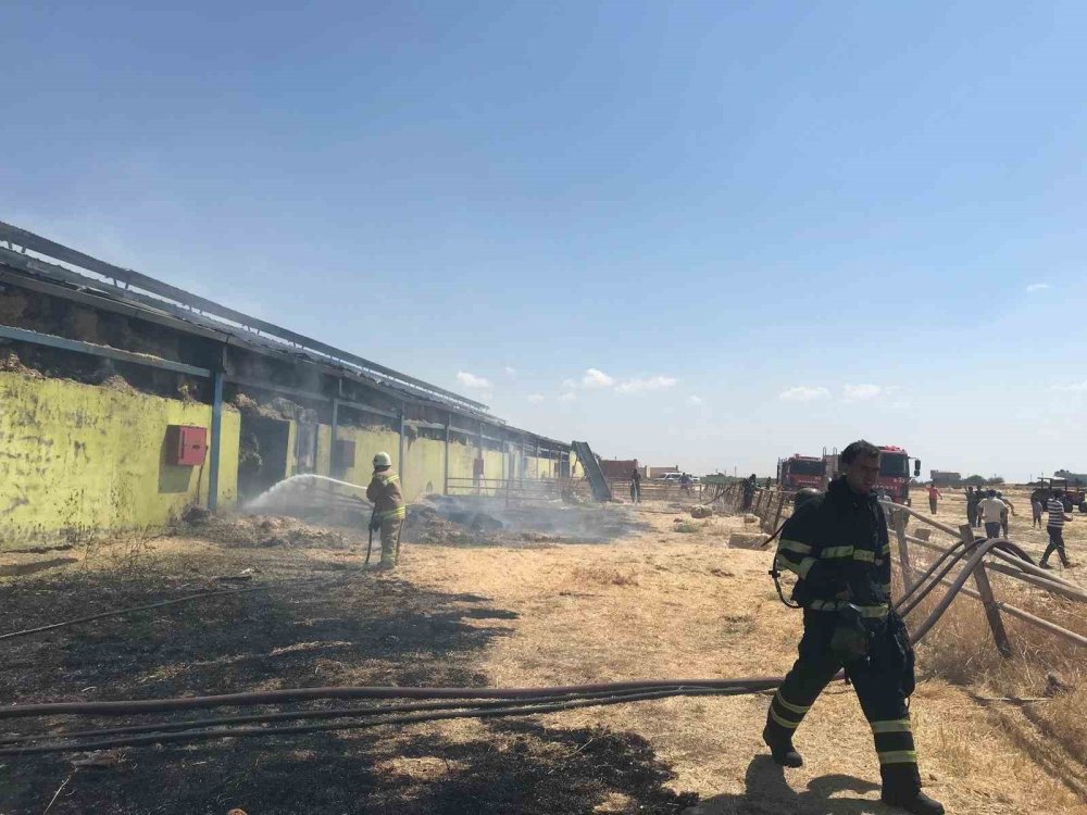 Mardin’de çiftlikte çıkan yangına ekipler müdahale ediyor