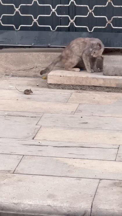 Elazığ’da kedilerin fare ile oynadığı anlar kameraya yansıdı