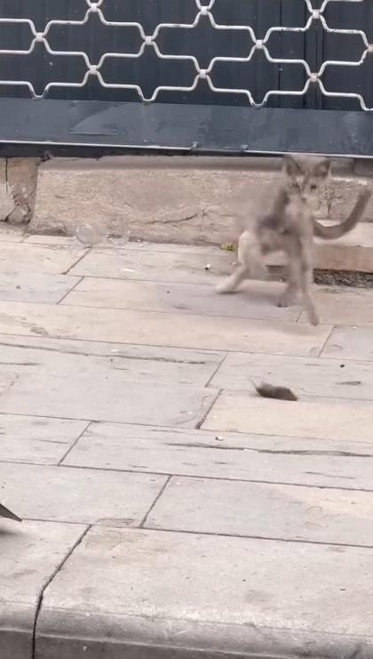 Elazığ’da kedilerin fare ile oynadığı anlar kameraya yansıdı