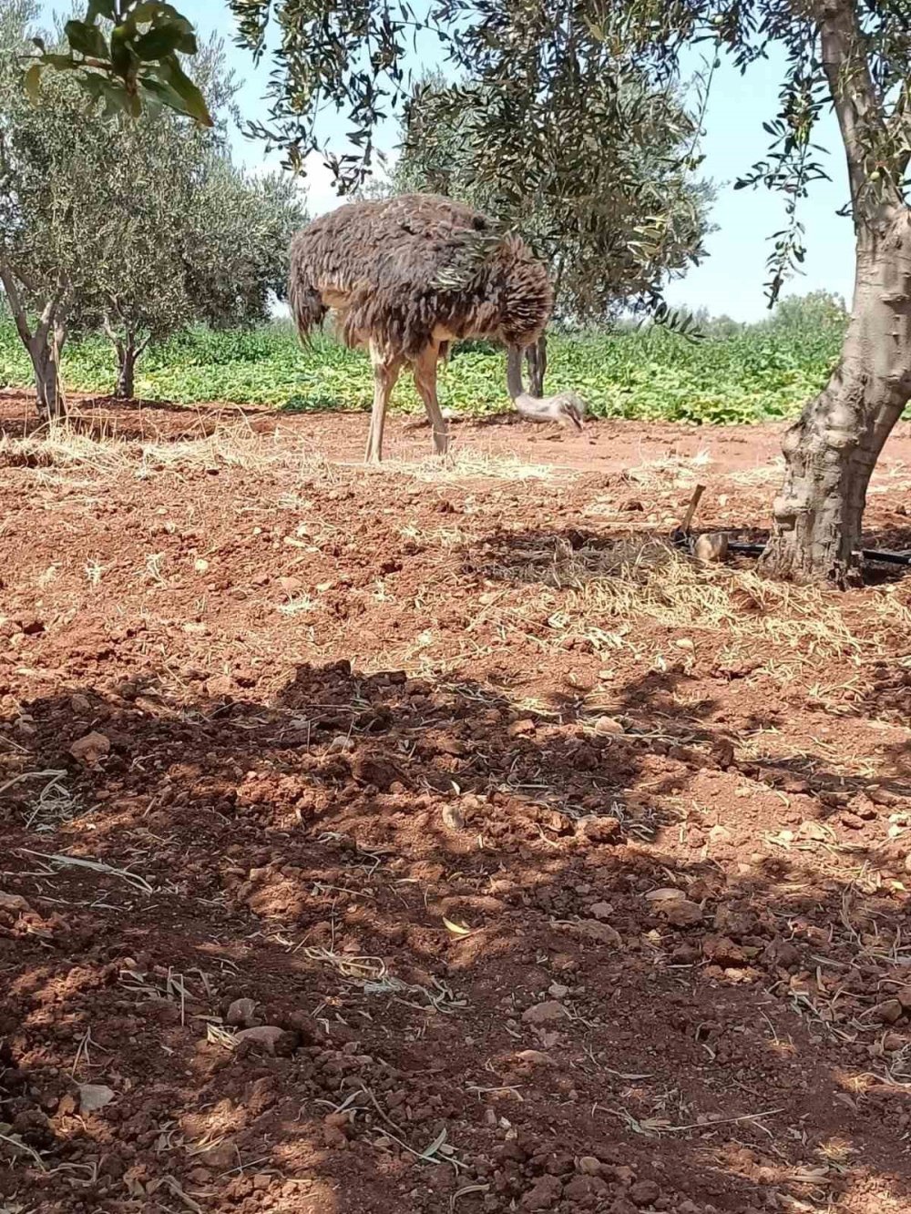 Suriye sınırından bu defa deve kuşu geçti