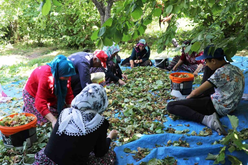 Van-Gevaş’ta ‘olmaz’ denilen fındığın hasadına başlandı