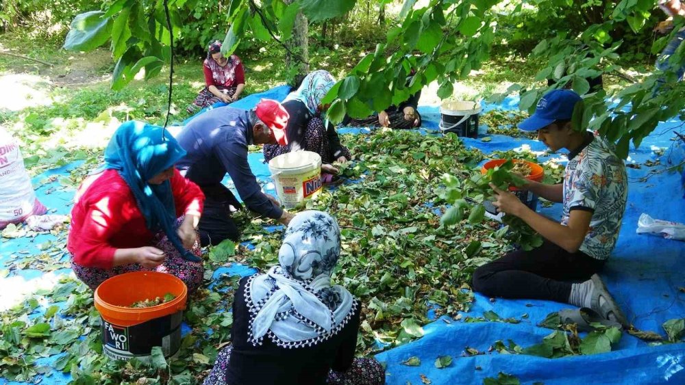 Van-Gevaş’ta ‘olmaz’ denilen fındığın hasadına başlandı