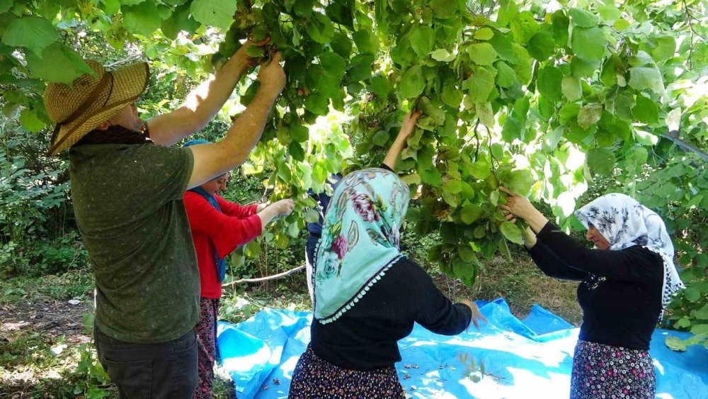 Van-Gevaş’ta ‘olmaz’ denilen fındığın hasadına başlandı