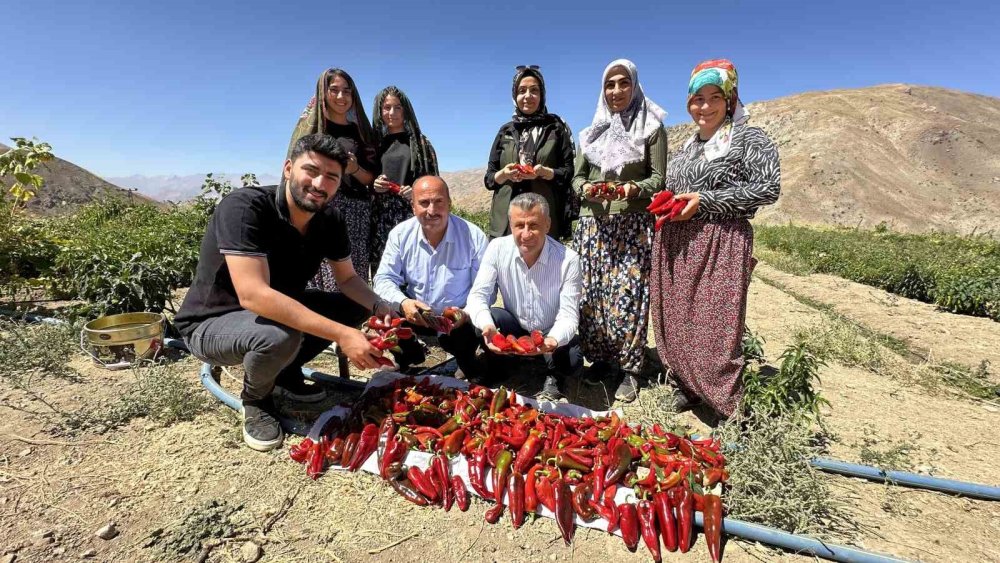 Yüksekovalı kadınlar kapya biber hasadına başladı