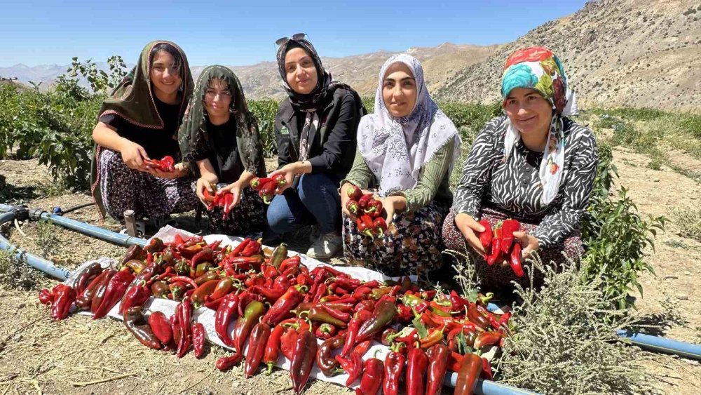 Yüksekovalı kadınlar kapya biber hasadına başladı