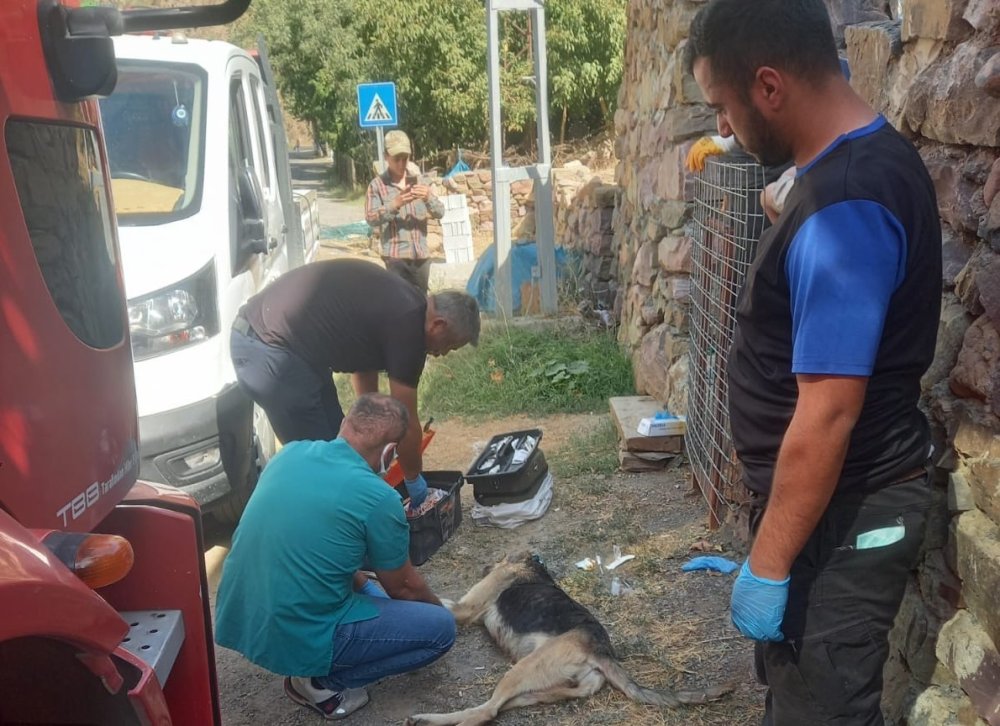 Çukurca kara yolu üzerinde demir korkuluklara sıkışan köpek kurtarıldı