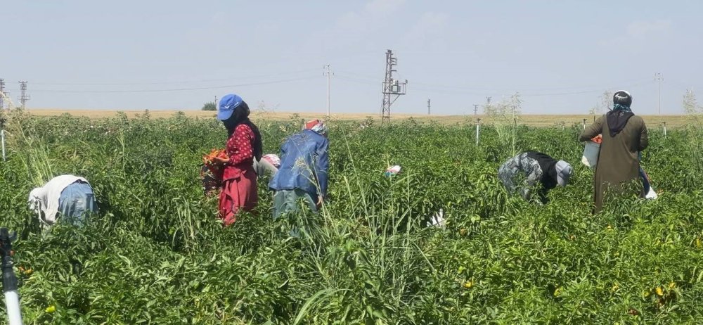 Şanlıurfa’da acı biberin hasadı devam ediyor