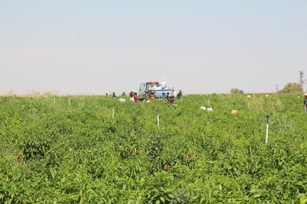 Şanlıurfa’da acı biberin hasadı devam ediyor