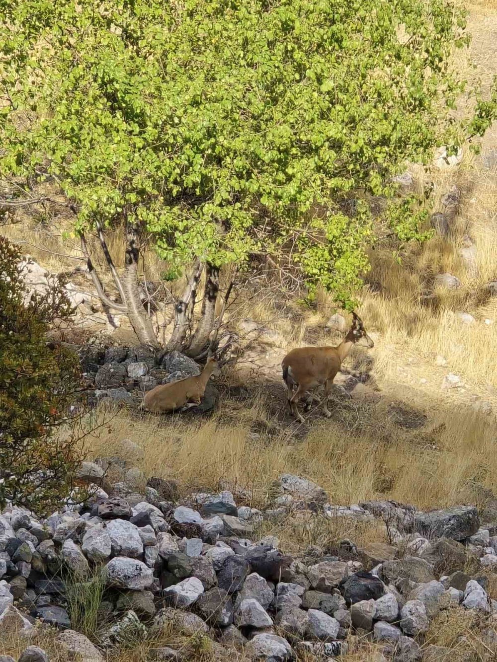 Dağ keçileri sürü halinde Elazığ-Harput’ta görüntülendi