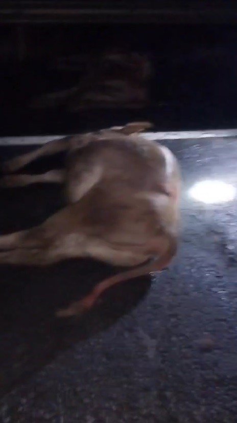 Kars’ta minibüs hayvan sürüsüne çarptı: 5 hayvan telef oldu