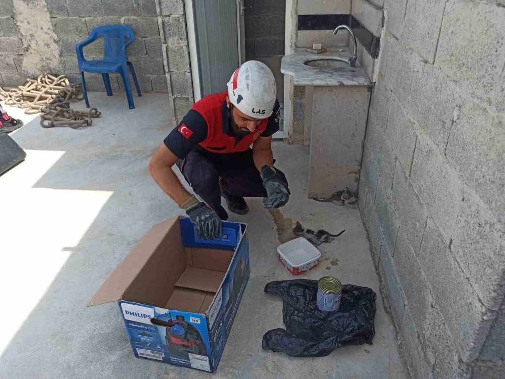 Şanlıurfa'da havalandırma boşluğuna düşen yavru kediler kurtarıldı