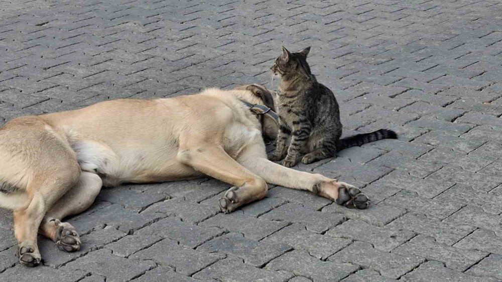 Kedi ve köpeğin kıskandıran dostluğu