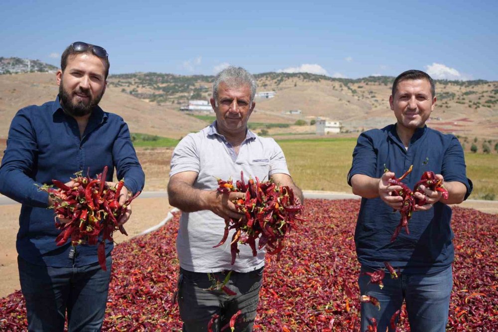 Kilis’te biber kurutma mesaisi başladı