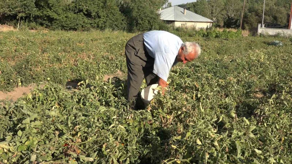 Vanlı İbrahim, ata tohumuyla yıllardır domates yetiştiriyor