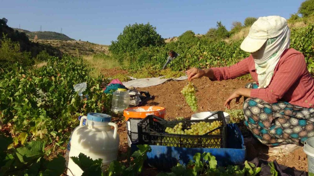 Batman'da kuru üzüm çeşitlerinin sergilenmesine başlandı