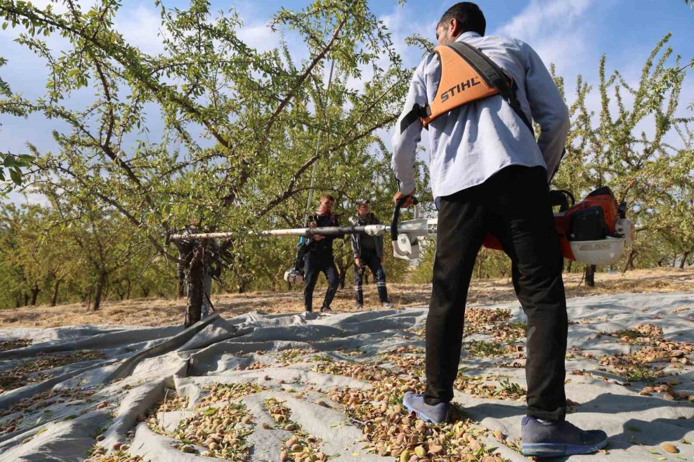 Elazığ’da badem hasadı devam ediyor