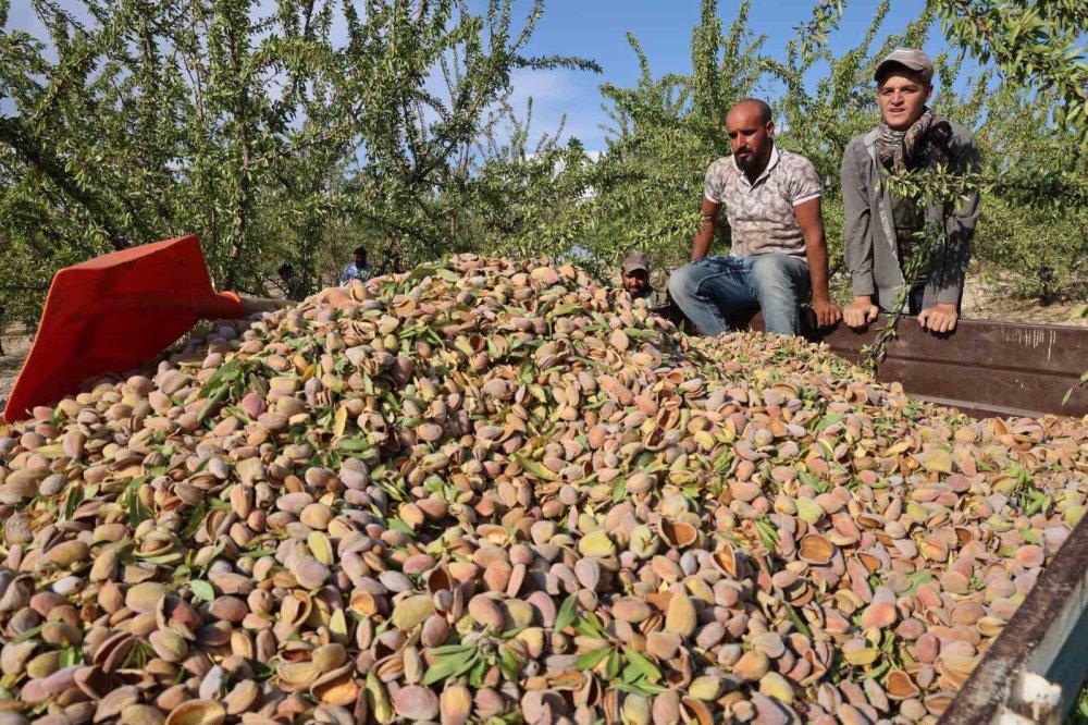 Elazığ’da badem hasadı devam ediyor