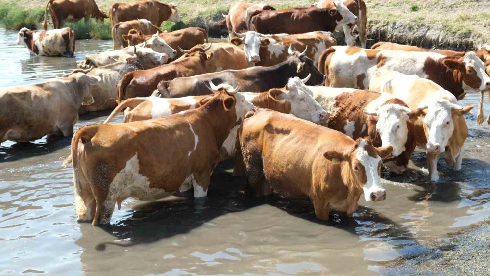 Erzincan’da bu kez gölette mandalar değil, inekler serinledi