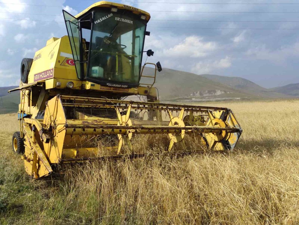 Genetiği bozulmamış 13 bin yıllık kavılca buğdayında hasat dönemi başladı