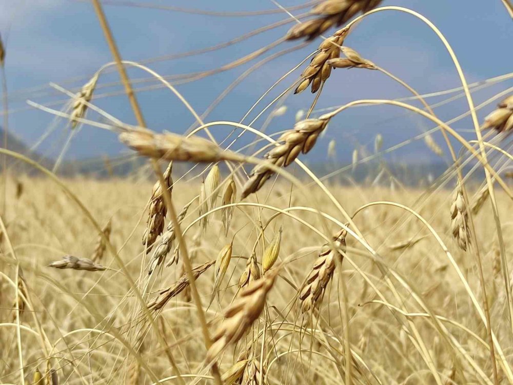 Genetiği bozulmamış 13 bin yıllık kavılca buğdayında hasat dönemi başladı