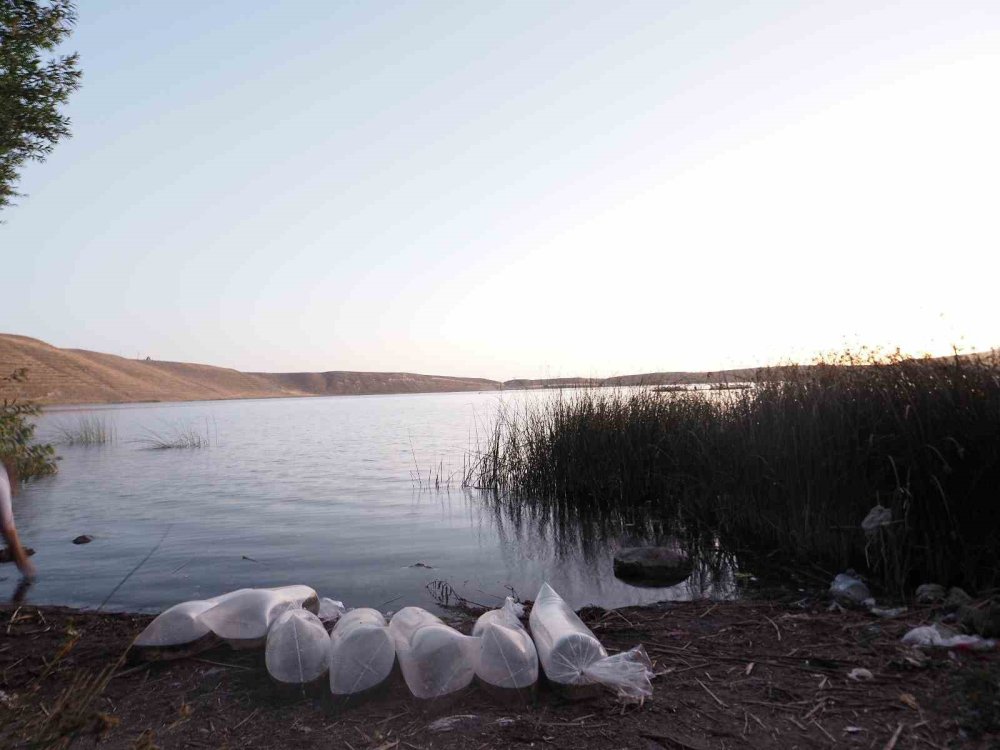 Bitlis'te Aygır Gölü’ne 100 bin yavru sazan bırakıldı