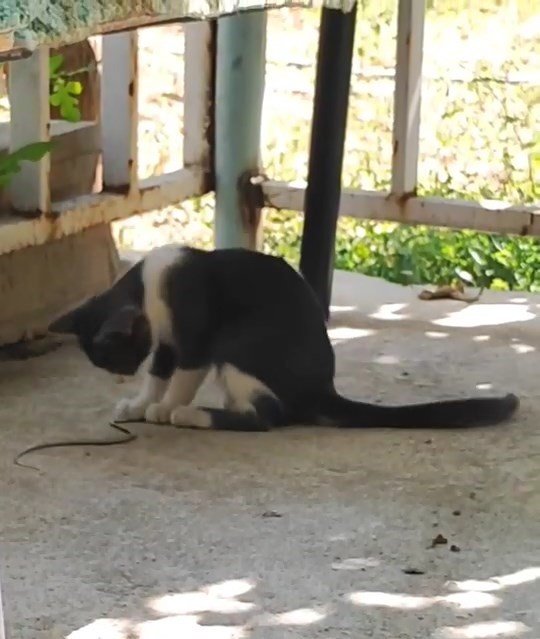 Elazığ'da bir kedi, fareyle oynar gibi yavru bir yılanla oynadı