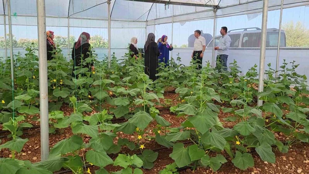 Kooperatif kuran kadınlar seralarındaki ürünlerin ilk hasadı