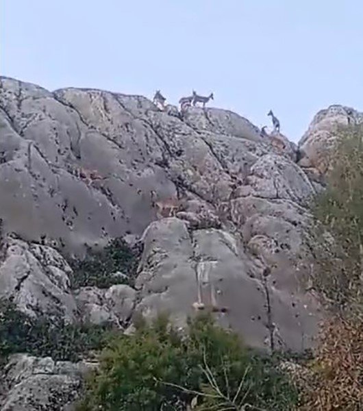 Elazığ'da dağ keçileri sürü halinde görüntülendi