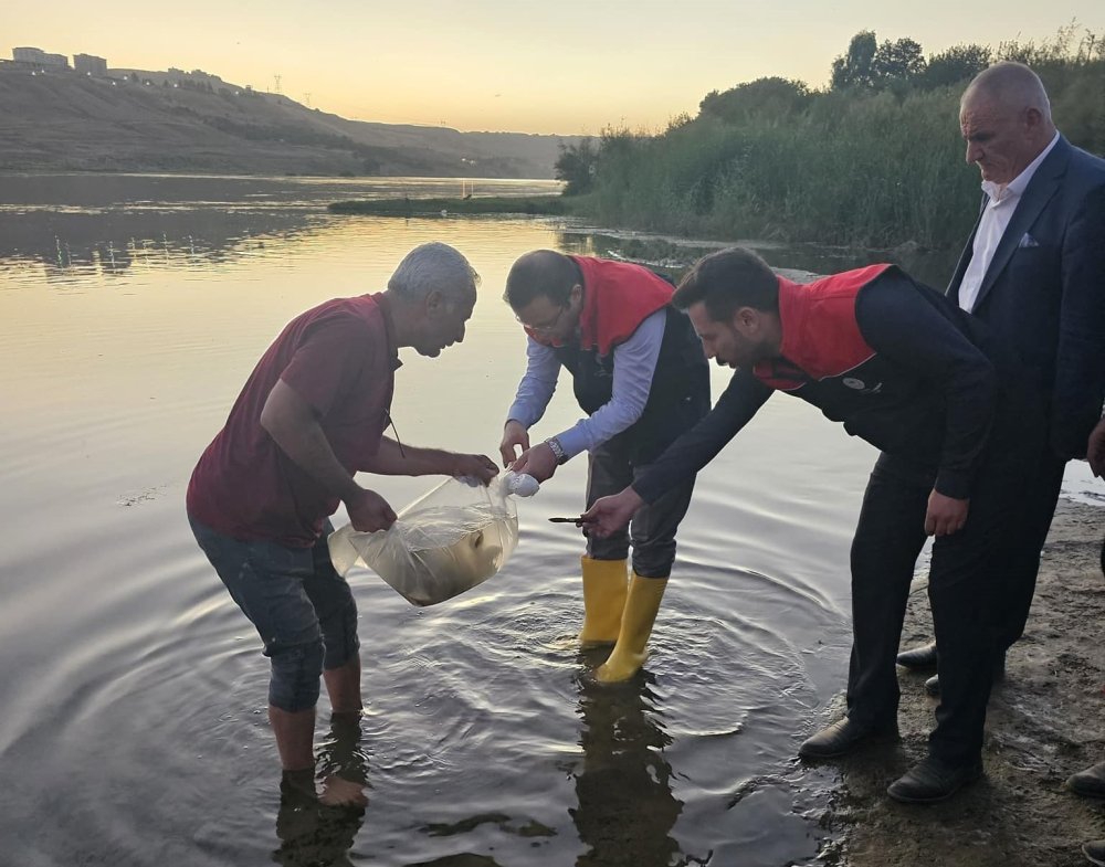 Cizre’de Dicle Nehrine 200 bin adet sazan balığı bırakıldı