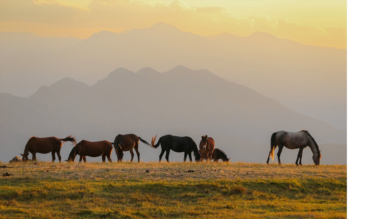 yilki-atlari-durankaya-hakkari.jpg