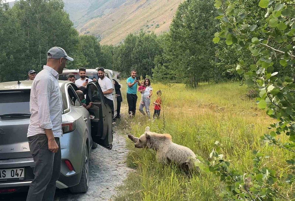 Bitlis'te ayı ile selfie çekip cips ikram ettiler