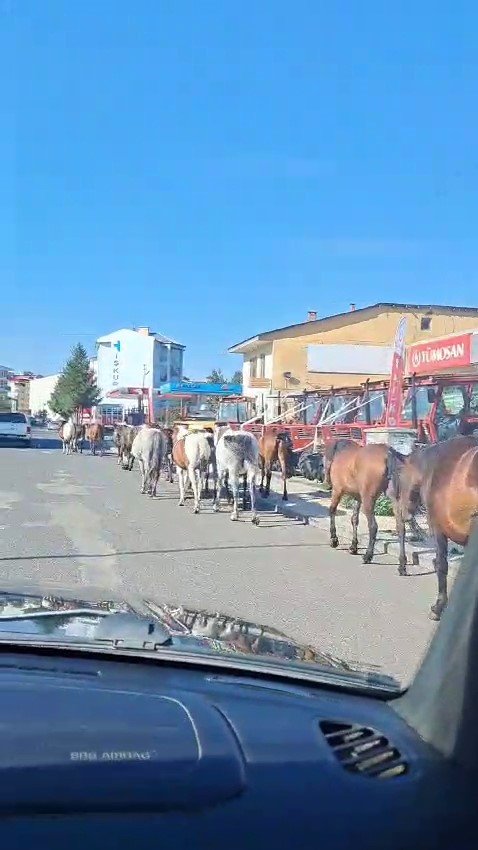 Ardahan’da başıboş atlar sokakta geziyor