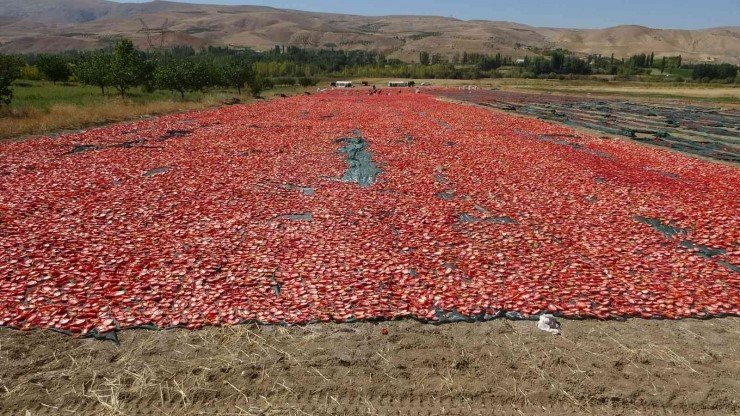 Malatya'da domatesin kurusu yüz güldürüyor