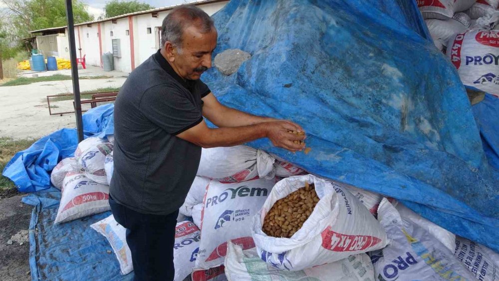 Malatya'da kayısıya alternatif olarak yetiştirdiği bademlerden yüksek verim elde etti