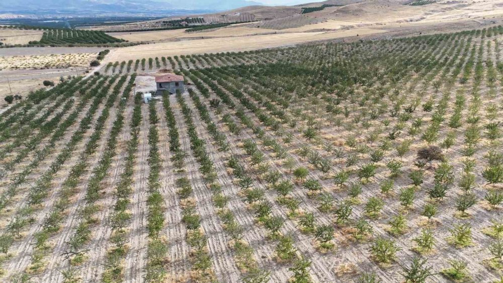 Malatya'da kayısıya alternatif olarak yetiştirdiği bademlerden yüksek verim elde etti