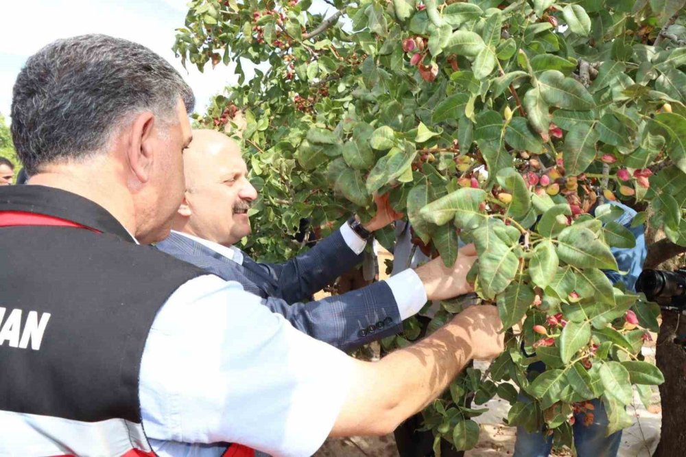 Adıyaman'da Antepfıstığı ve badem hasadı başladı