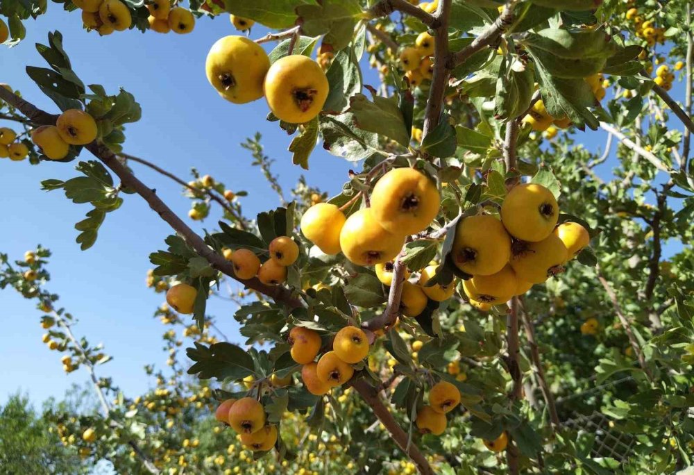 Sonbaharın aromatik meyvesi ‘alıç’ tezgahlarda