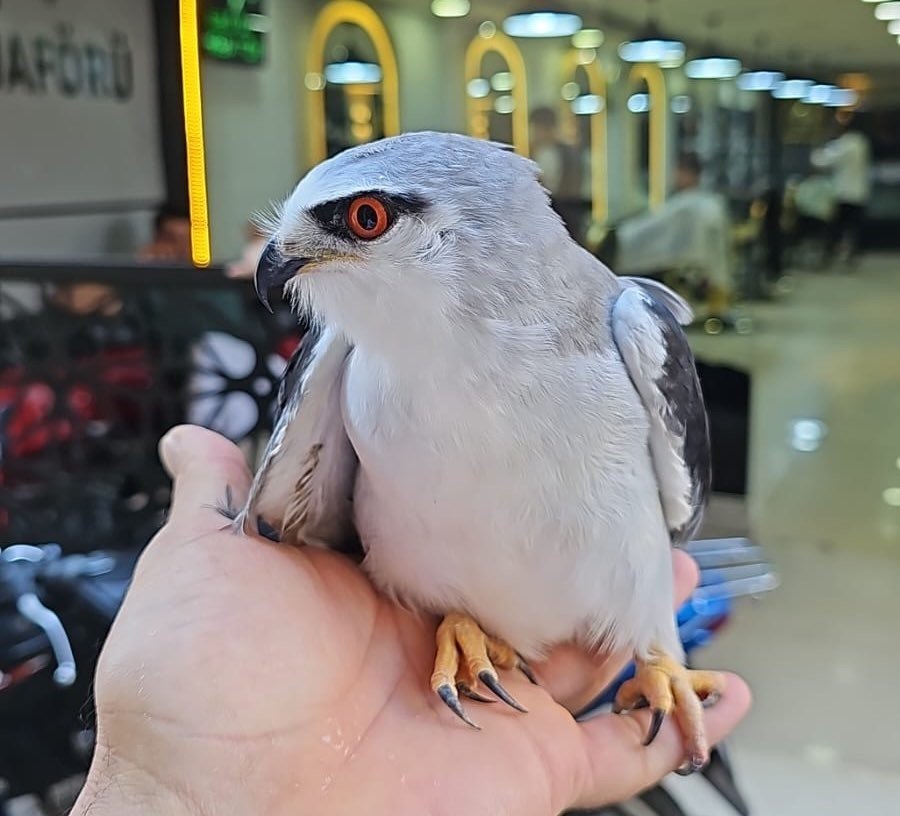 Bitkin halde bulunan Ak Çaylak kuşu tedavi altına alındı