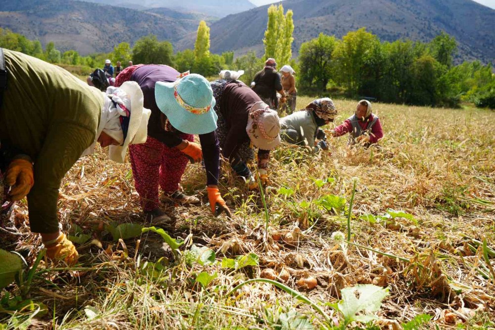 Erzincan'da İşçi kadınlar önce hasat ettiler sonra halay çektiler