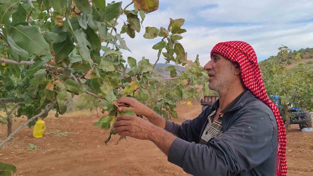 Siirt’te fıstık hasadı: Verim bu yıl çiftçinin yüzünü güldürdü