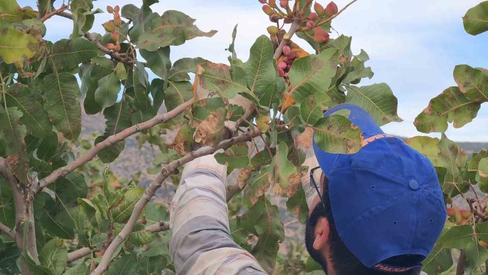 Siirt’te fıstık hasadı: Verim bu yıl çiftçinin yüzünü güldürdü