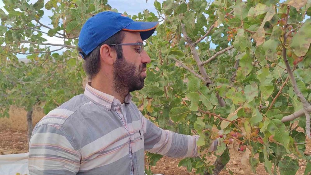 Siirt’te fıstık hasadı: Verim bu yıl çiftçinin yüzünü güldürdü